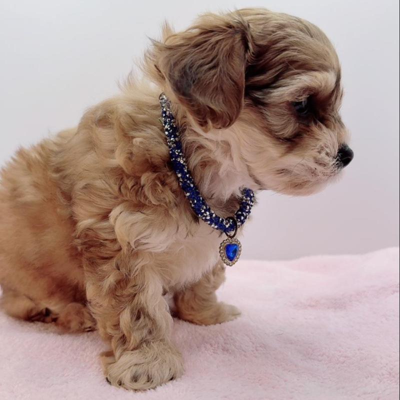 販売中の奈良県のチワプー:チワワ×トイプードル-454794の3枚目