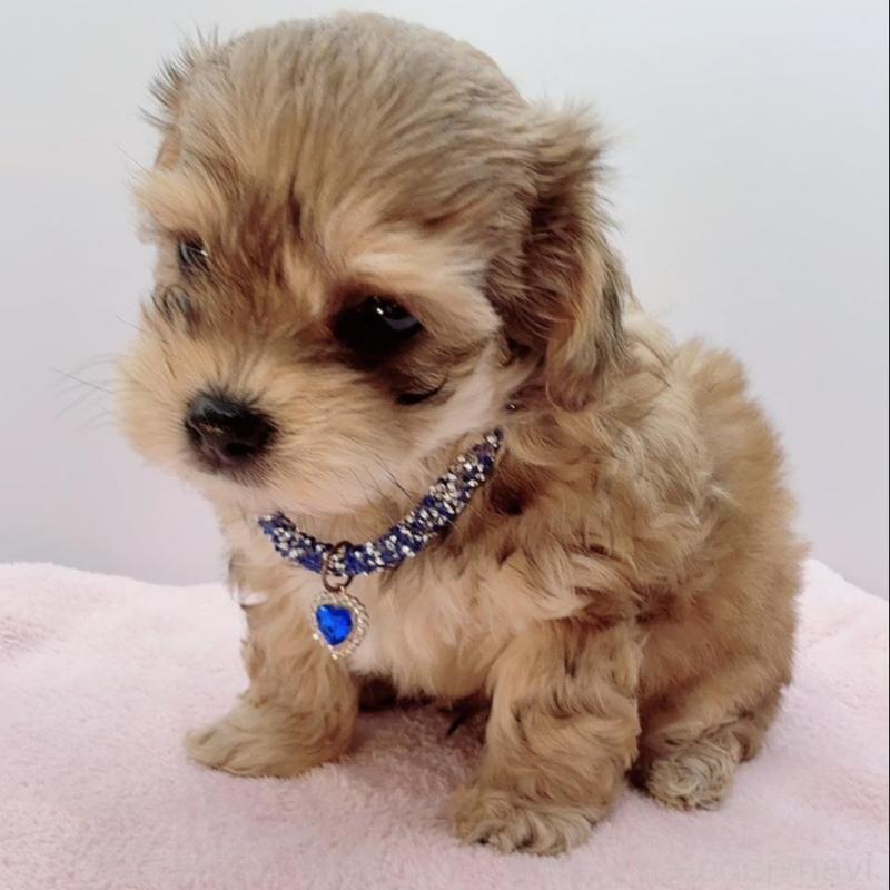 販売中の奈良県のチワプー:チワワ×トイプードル-454794の2枚目