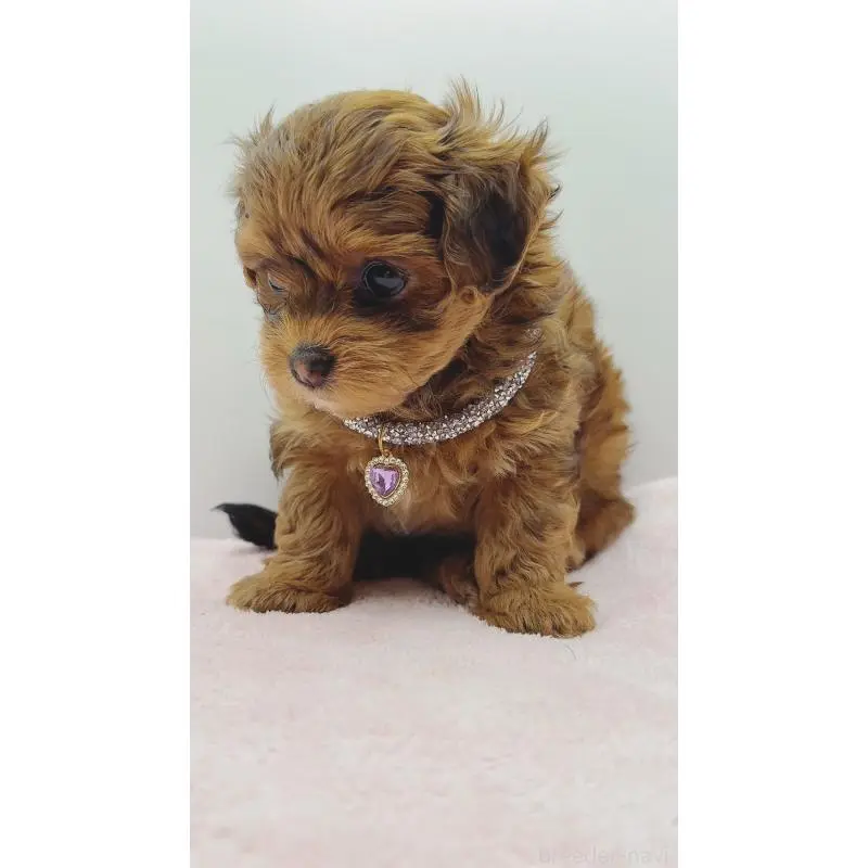 販売中の奈良県のチワプー:チワワ×トイプードル-454795の14枚目