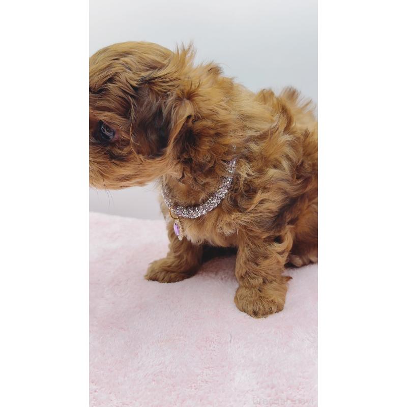 販売中の奈良県のチワプー:チワワ×トイプードル-454795の13枚目