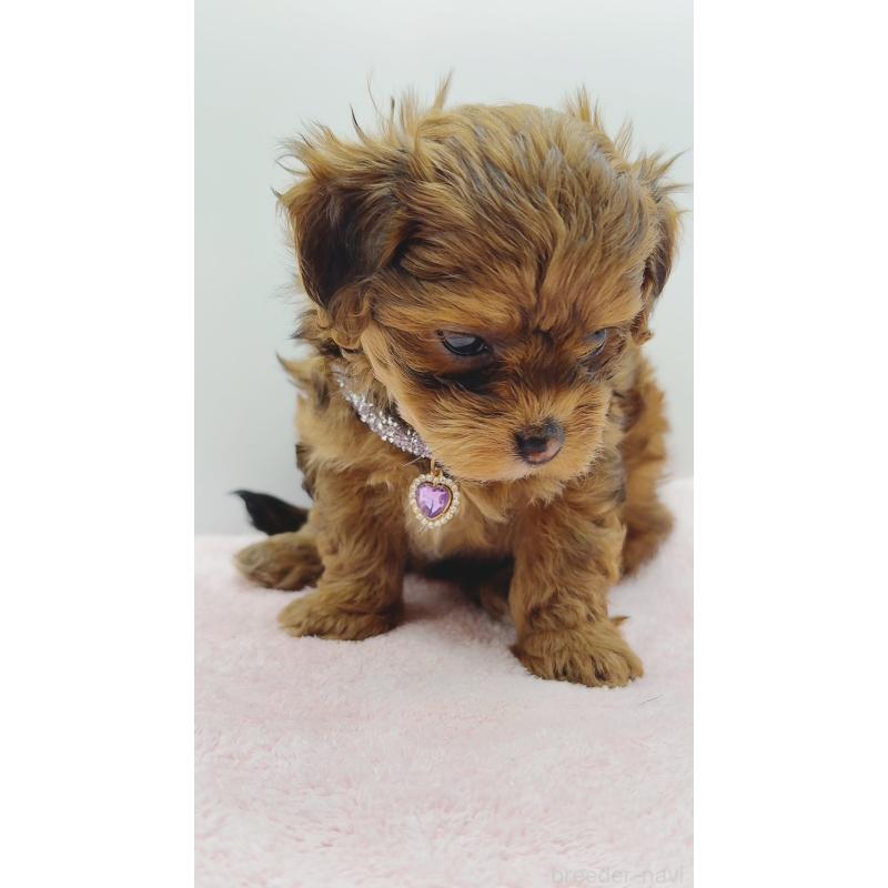 販売中の奈良県のチワプー:チワワ×トイプードル-454795の12枚目