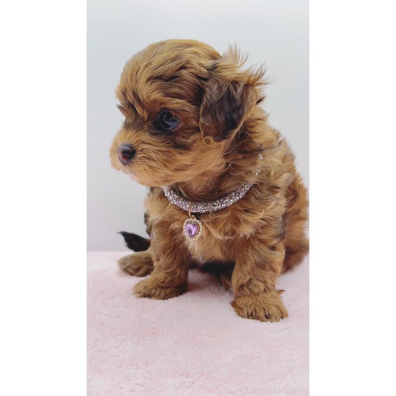 販売中の奈良県のチワプー:チワワ×トイプードル-454795の10枚目