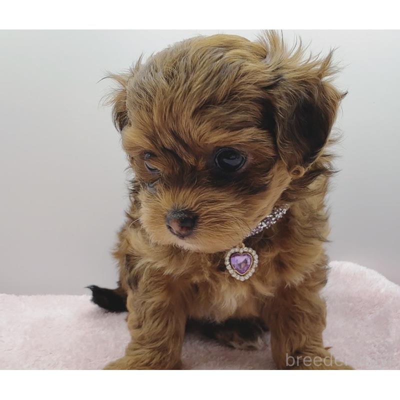 販売中の奈良県のチワプー:チワワ×トイプードル-454795の9枚目