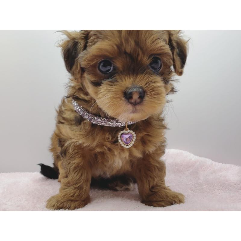 販売中の奈良県のチワプー:チワワ×トイプードル-454795の8枚目