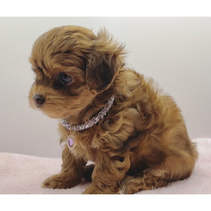 販売中の奈良県のチワプー:チワワ×トイプードル-454795の7枚目