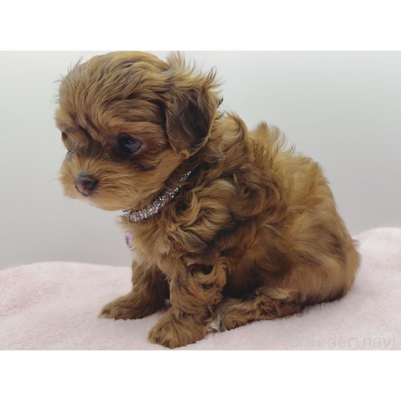 販売中の奈良県のチワプー:チワワ×トイプードル-454795の6枚目