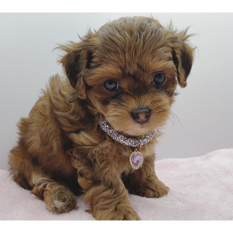 販売中の奈良県のチワプー:チワワ×トイプードル-454795の5枚目