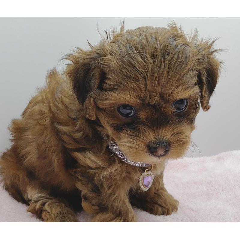 販売中の奈良県のチワプー:チワワ×トイプードル-454795の4枚目