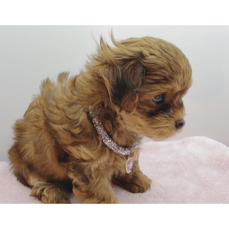 販売中の奈良県のチワプー:チワワ×トイプードル-454795の3枚目