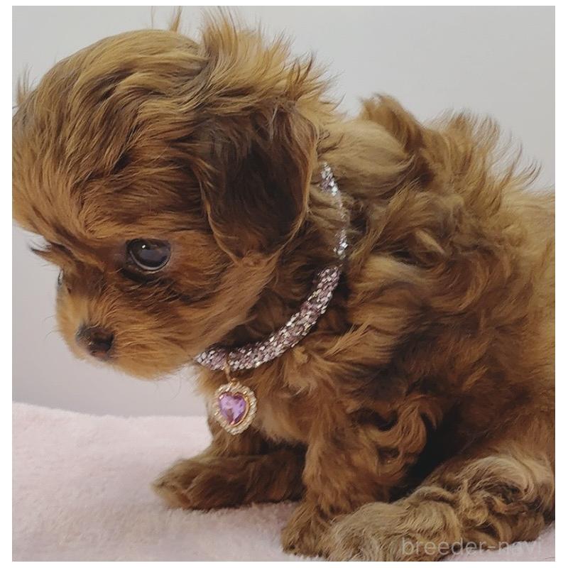 販売中の奈良県のチワプー:チワワ×トイプードル-454795の2枚目