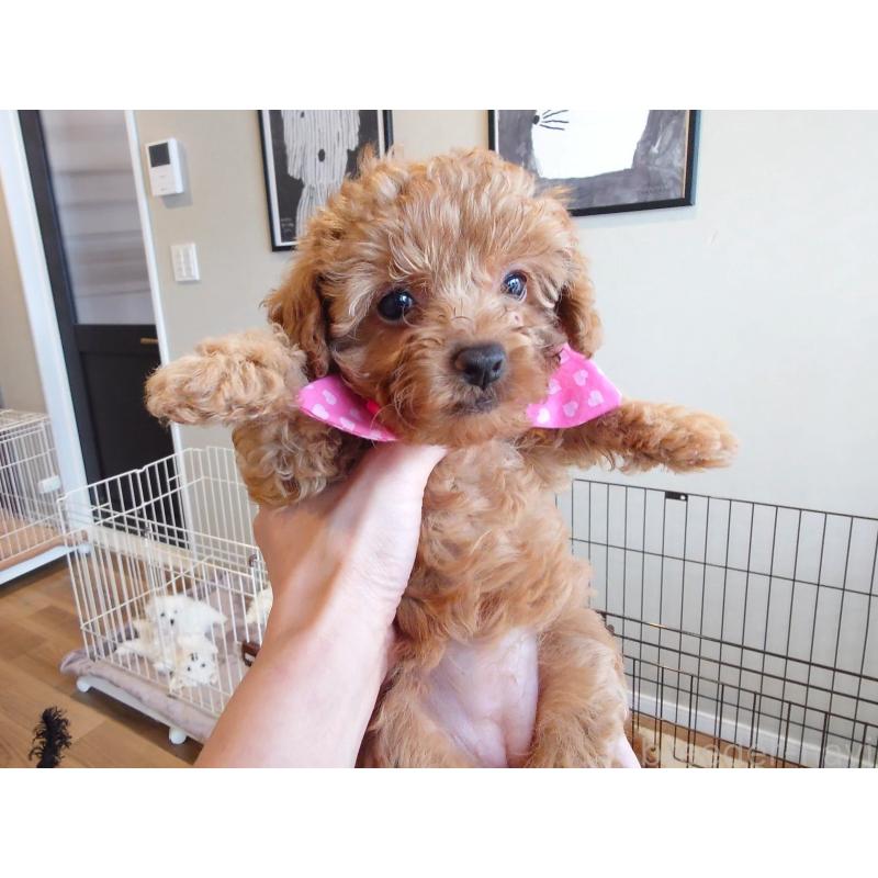 販売中の北海道のポメプー:ポメラニアン×トイプードル-446239の2枚目