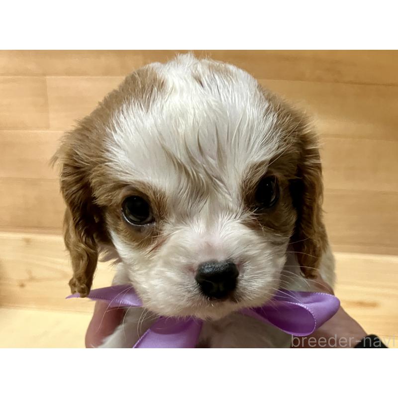 販売中の埼玉県のキャバリアキングチャールズスパニエル-454798の3枚目