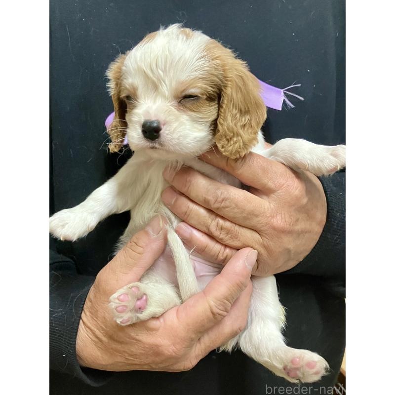 販売中の埼玉県のキャバリアキングチャールズスパニエル-454798の2枚目