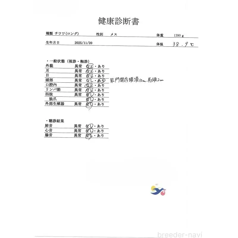 販売中の群馬県のチワワ(ロングコート)-454797の4枚目