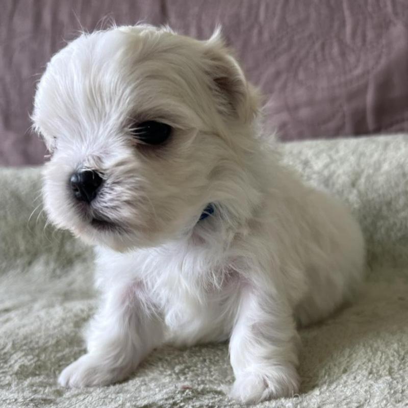 販売中の茨城県のマルチーズ-454799の5枚目