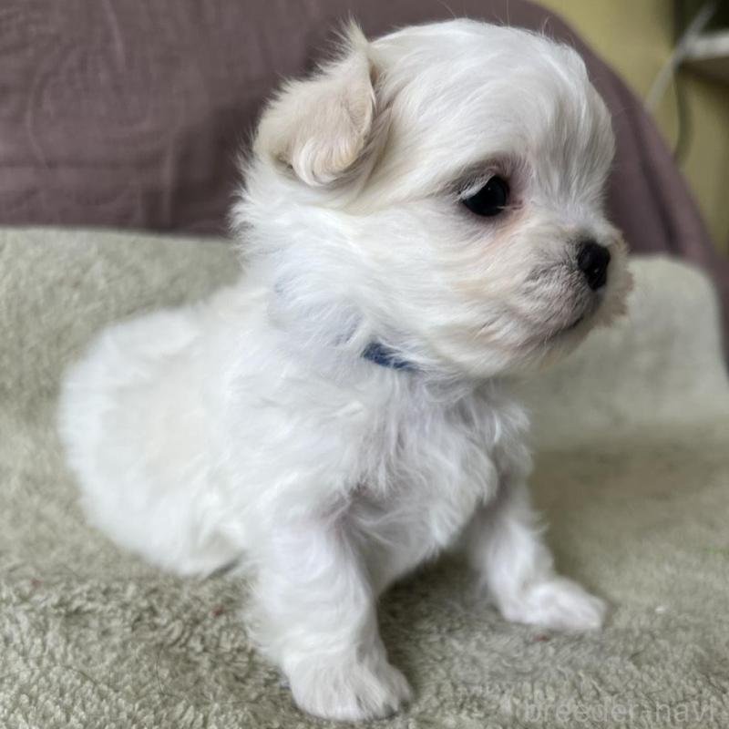 販売中の茨城県のマルチーズ-454799の4枚目