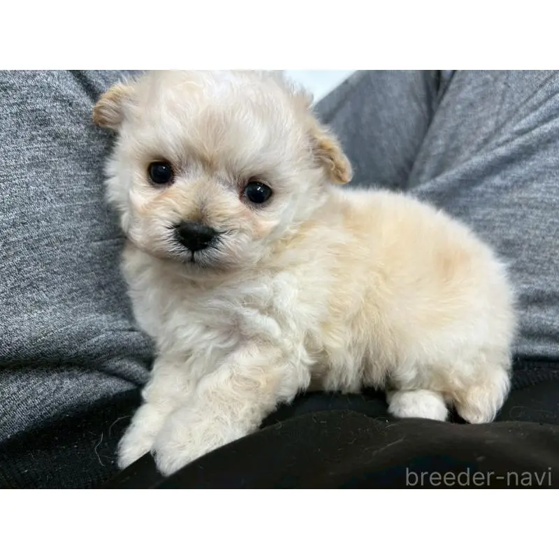 販売中の茨城県のチワプー:チワワ×トイプードル-454801の13枚目