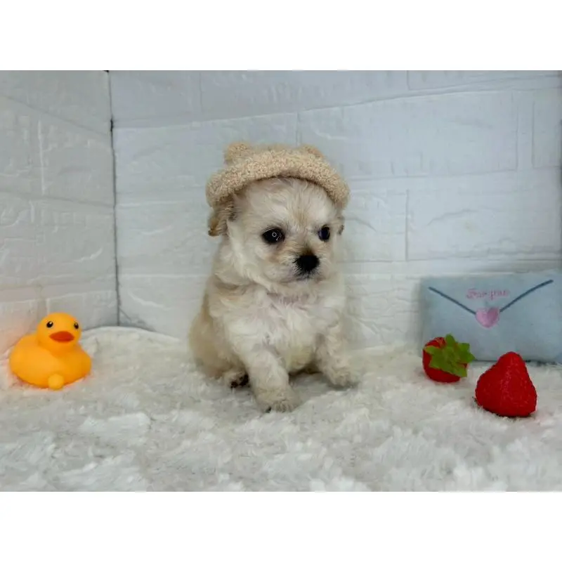 販売中の茨城県のチワプー:チワワ×トイプードル-454801の12枚目