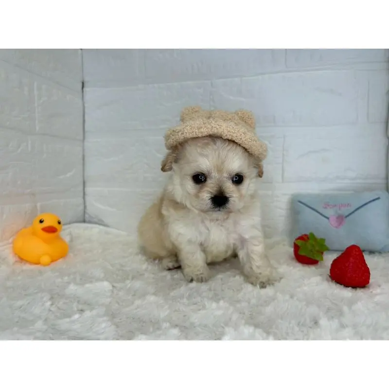 販売中の茨城県のチワプー:チワワ×トイプードル-454801の11枚目