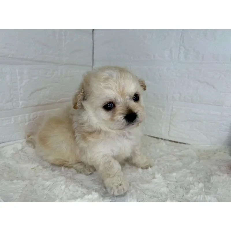 販売中の茨城県のチワプー:チワワ×トイプードル-454801の10枚目