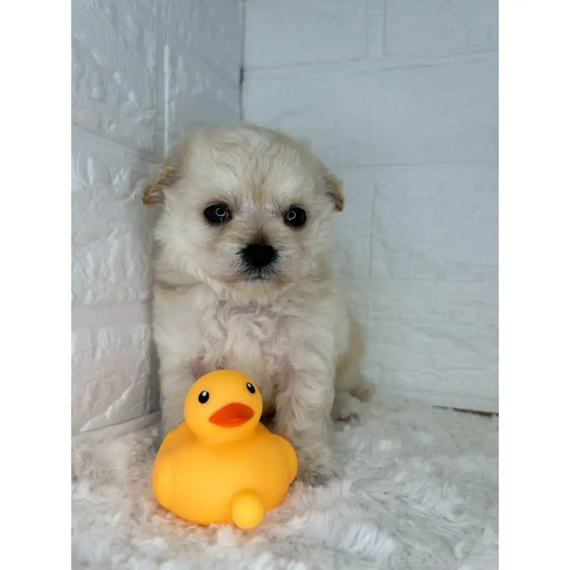 販売中の茨城県のチワプー:チワワ×トイプードル-454801の9枚目