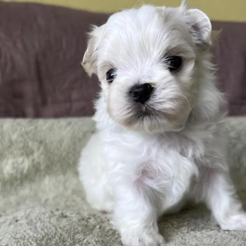 販売中の茨城県のマルチーズ-454799の3枚目