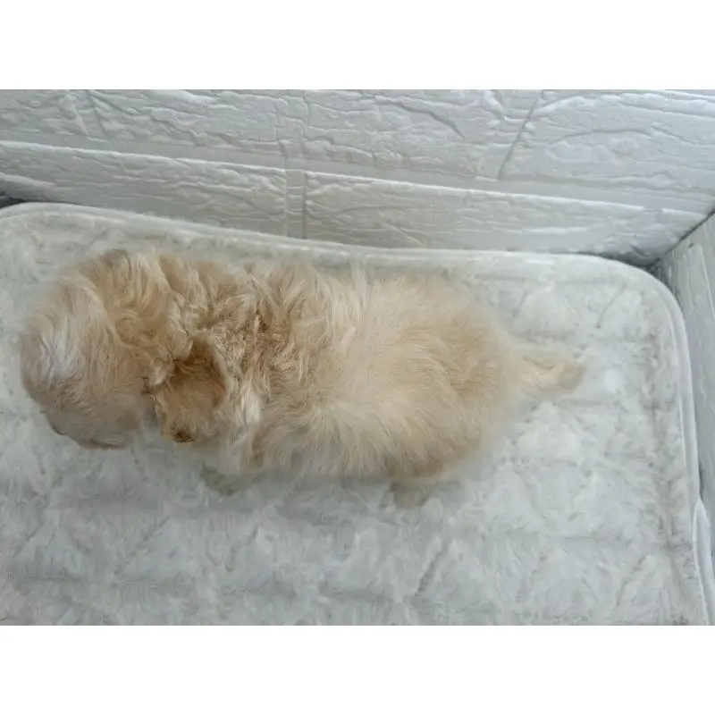 販売中の茨城県のチワプー:チワワ×トイプードル-454801の7枚目