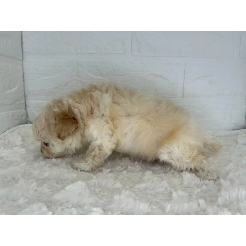 販売中の茨城県のチワプー:チワワ×トイプードル-454801の6枚目