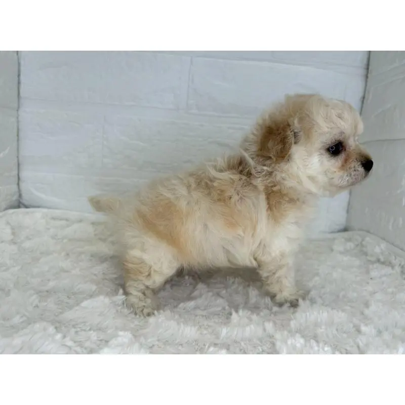 販売中の茨城県のチワプー:チワワ×トイプードル-454801の5枚目