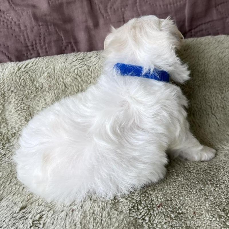 販売中の茨城県のマルチーズ-454799の2枚目