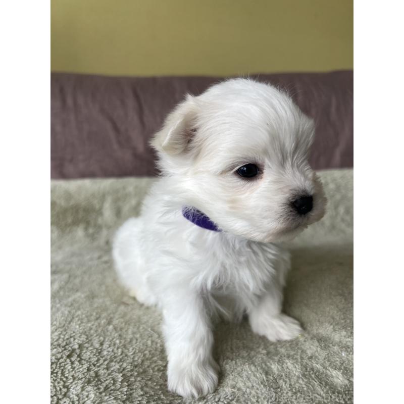 販売中の茨城県のマルチーズ-454800の7枚目