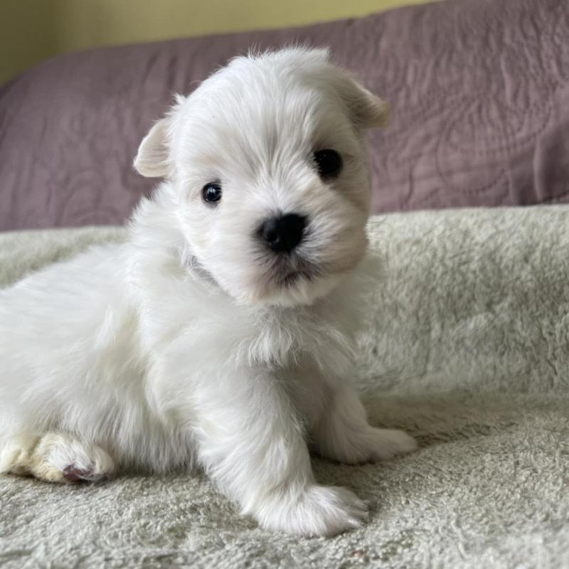 販売中の茨城県のマルチーズ-454800の6枚目