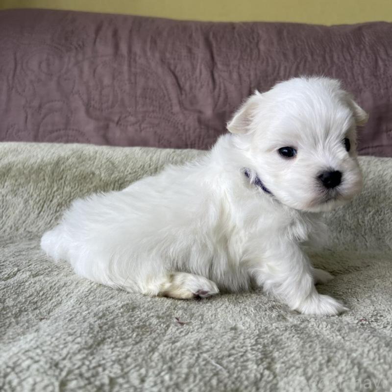 販売中の茨城県のマルチーズ-454800の5枚目