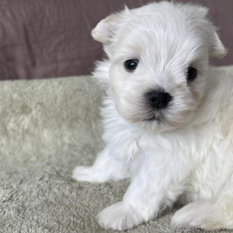 販売中の茨城県のマルチーズ-454800の4枚目