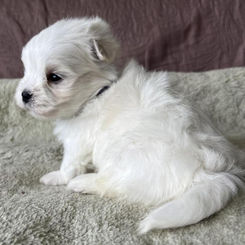 販売中の茨城県のマルチーズ-454800の3枚目