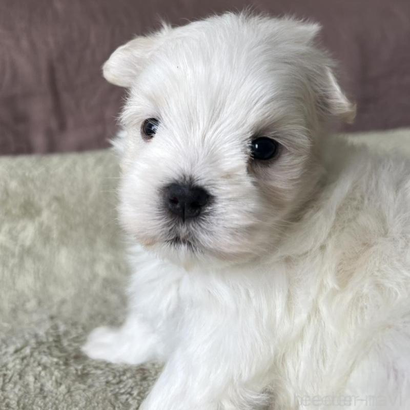 販売中の茨城県のマルチーズ-454800の2枚目