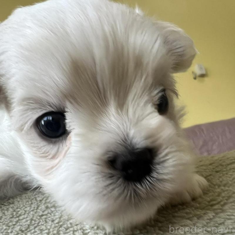 販売中の茨城県のマルチーズ-454802の5枚目