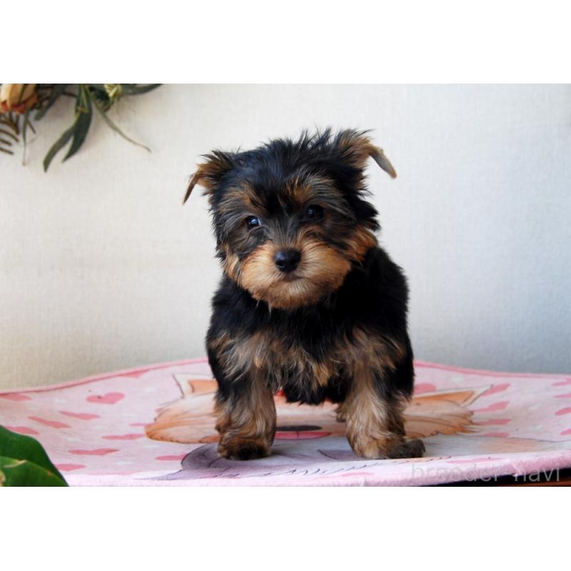 販売中の兵庫県のヨークシャーテリア-454803の7枚目