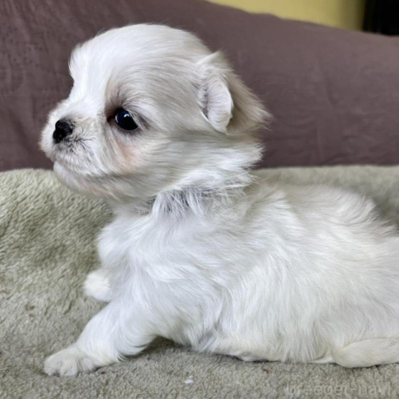 販売中の茨城県のマルチーズ-454802の4枚目