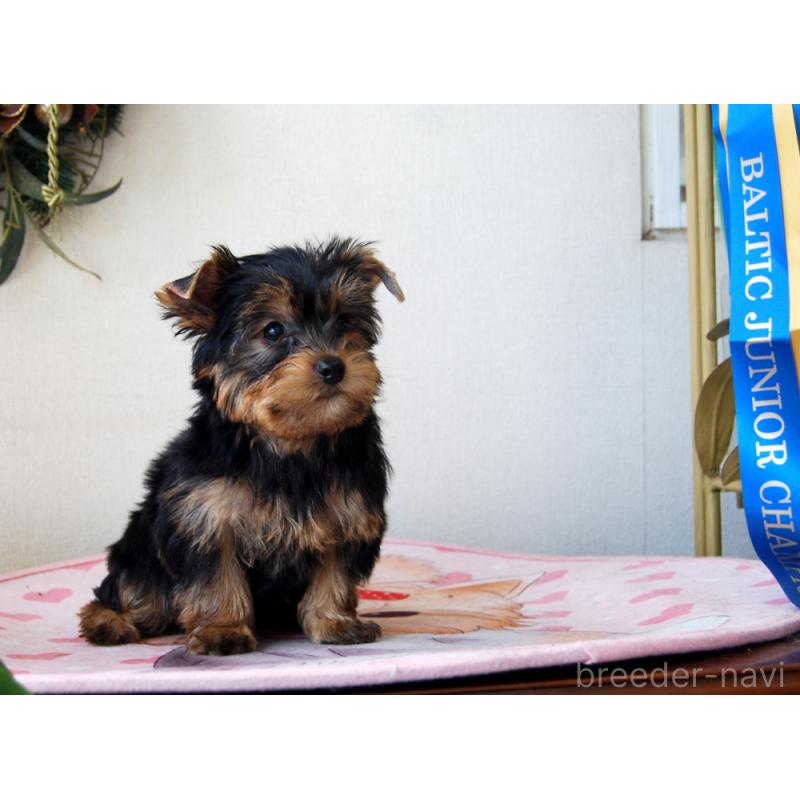 販売中の兵庫県のヨークシャーテリア-454803の5枚目