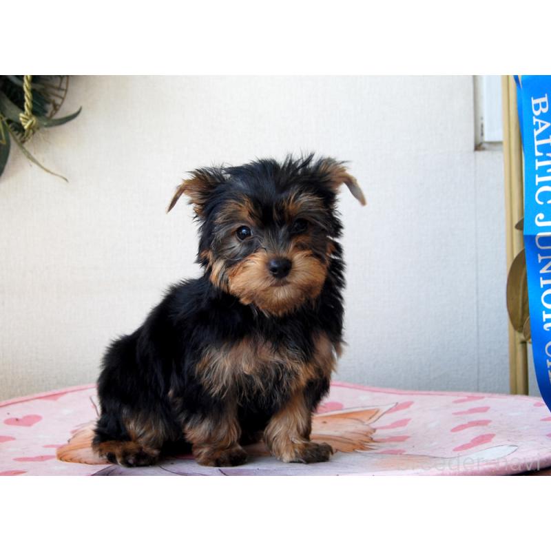 販売中の兵庫県のヨークシャーテリア-454803の3枚目