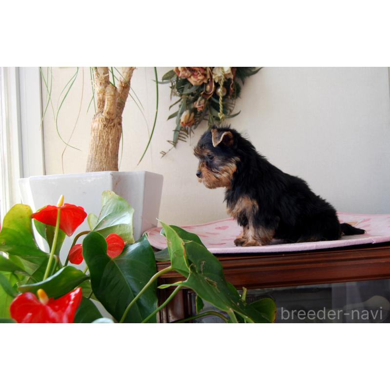 販売中の兵庫県のヨークシャーテリア-454803の2枚目