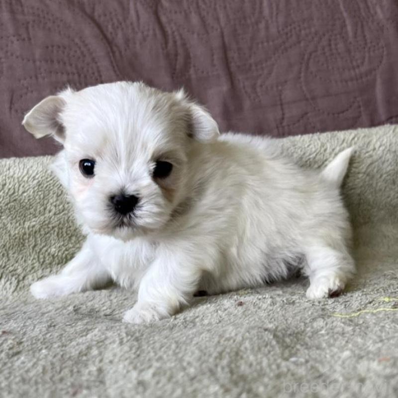 販売中の茨城県のマルチーズ-454802の3枚目