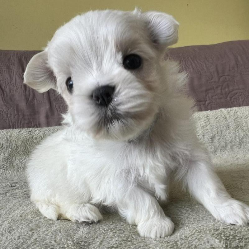 販売中の茨城県のマルチーズ-454802の2枚目