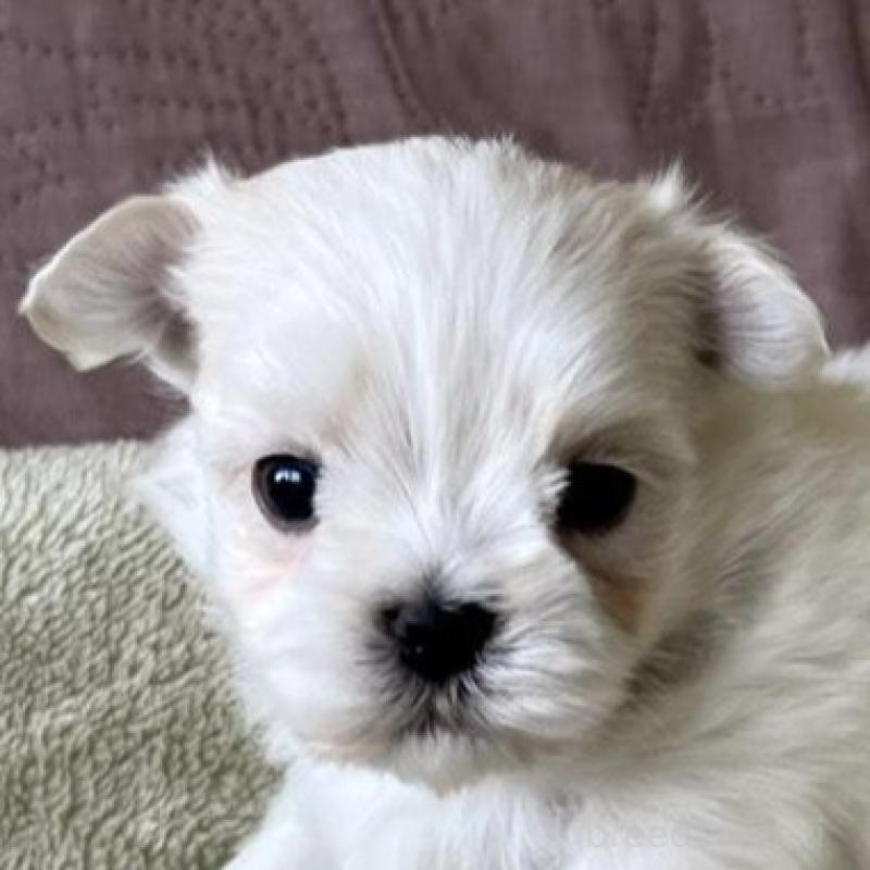 販売中の茨城県のマルチーズ-454802