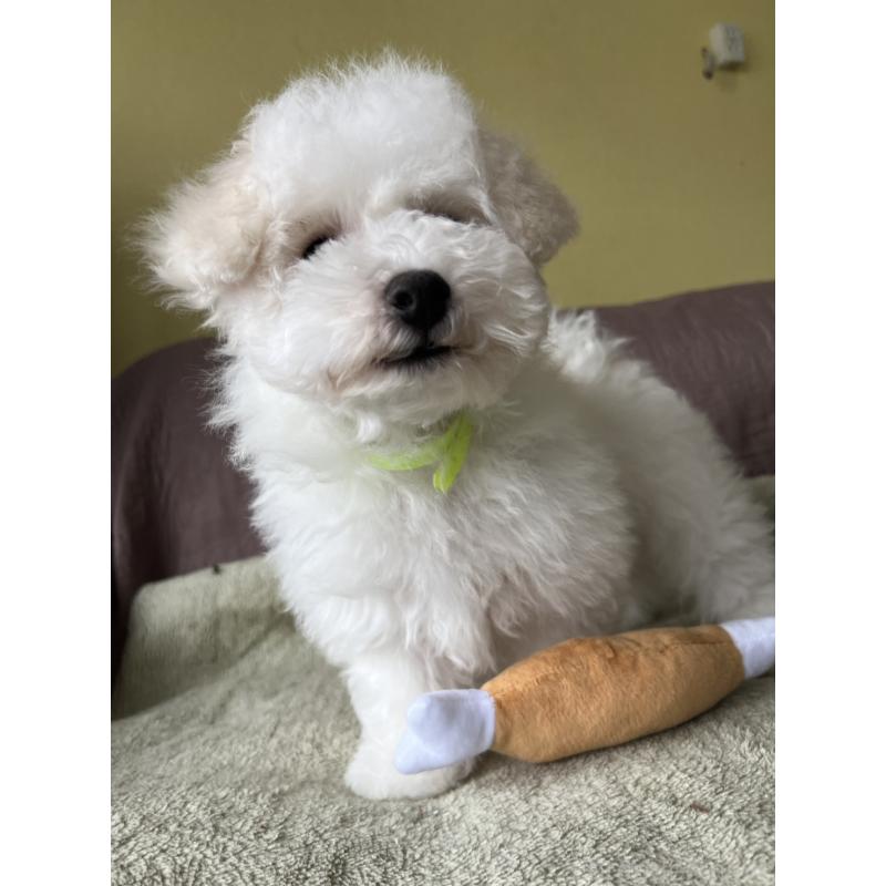 販売中の茨城県のビションフリーゼ-454804の5枚目