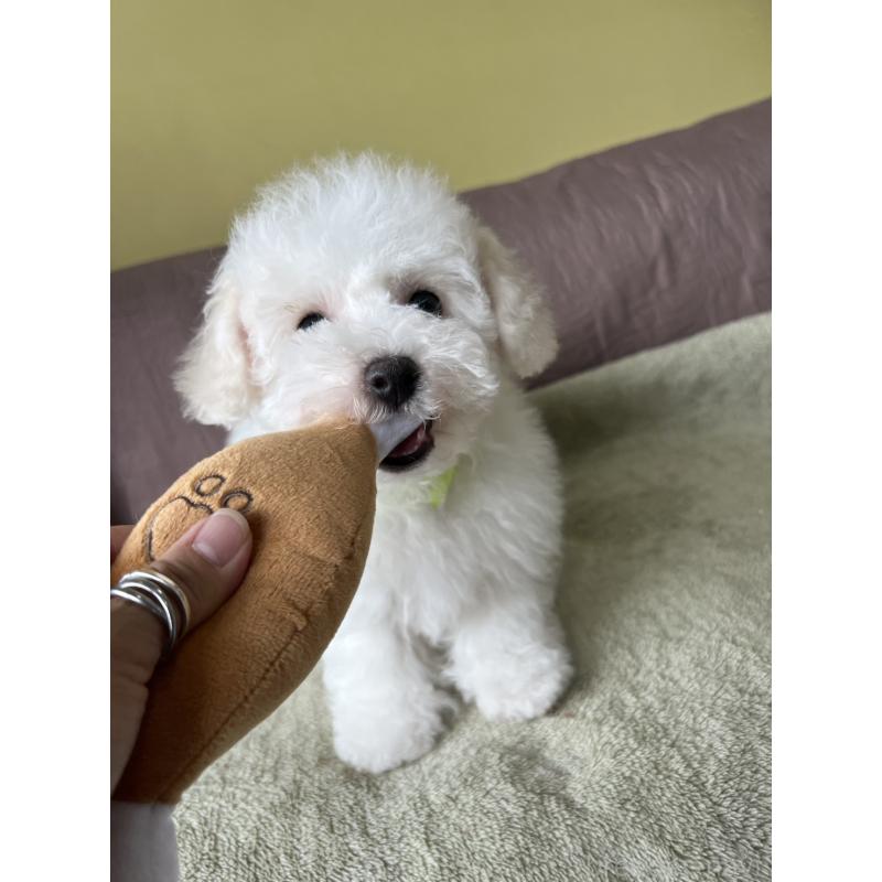 販売中の茨城県のビションフリーゼ-454804の4枚目