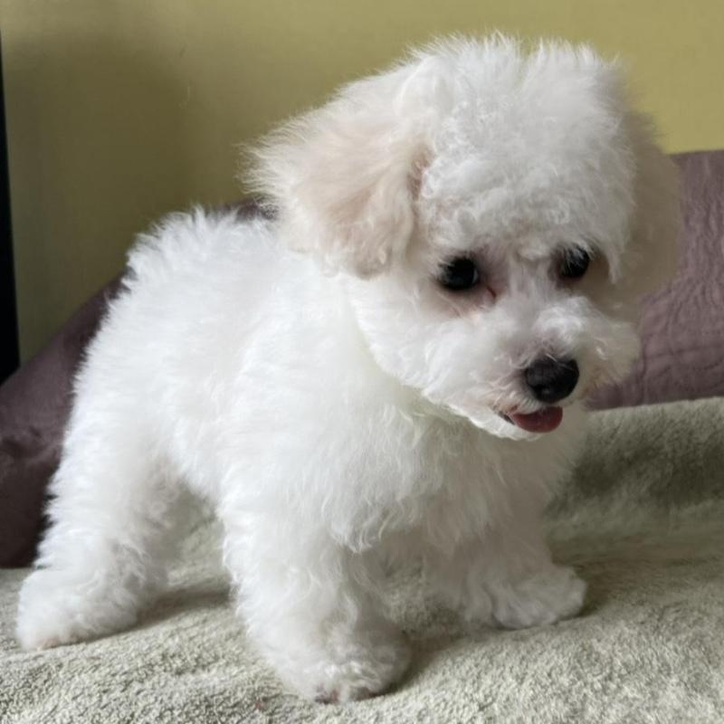 販売中の茨城県のビションフリーゼ-454804の3枚目