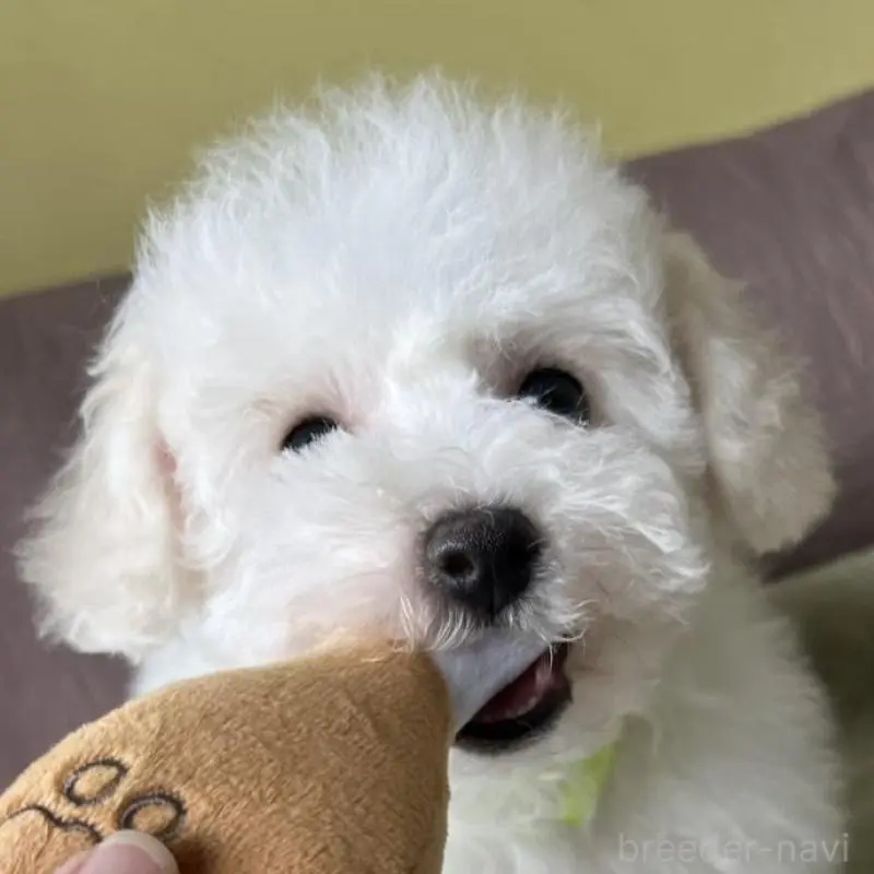 販売中の茨城県のビションフリーゼ-454804の2枚目