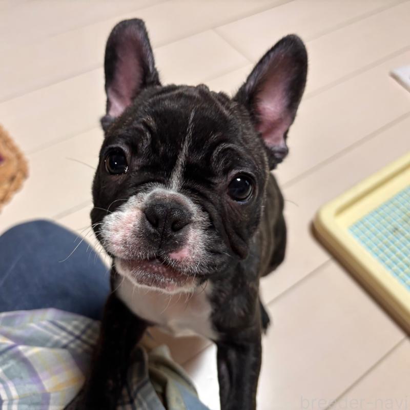 販売中の三重県のフレンチブルドッグ-437145